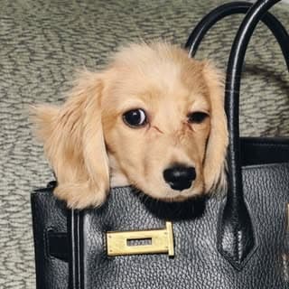 Pancho profile image