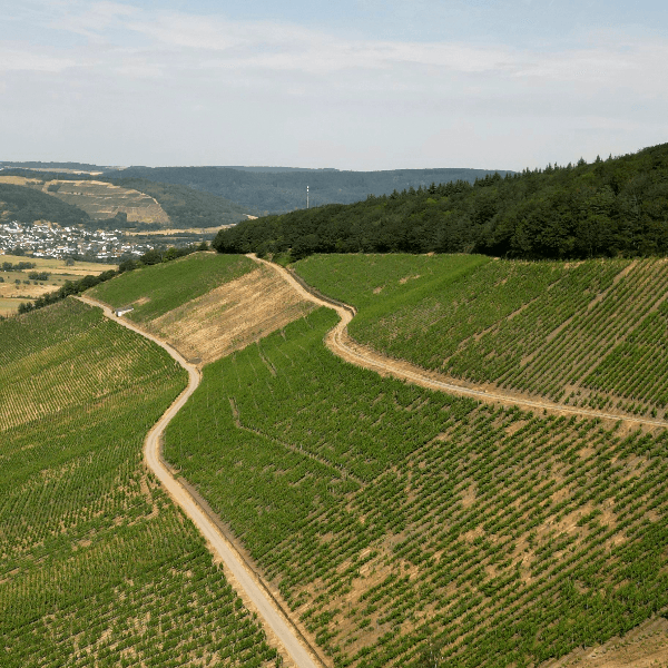 sego motswasele profile image